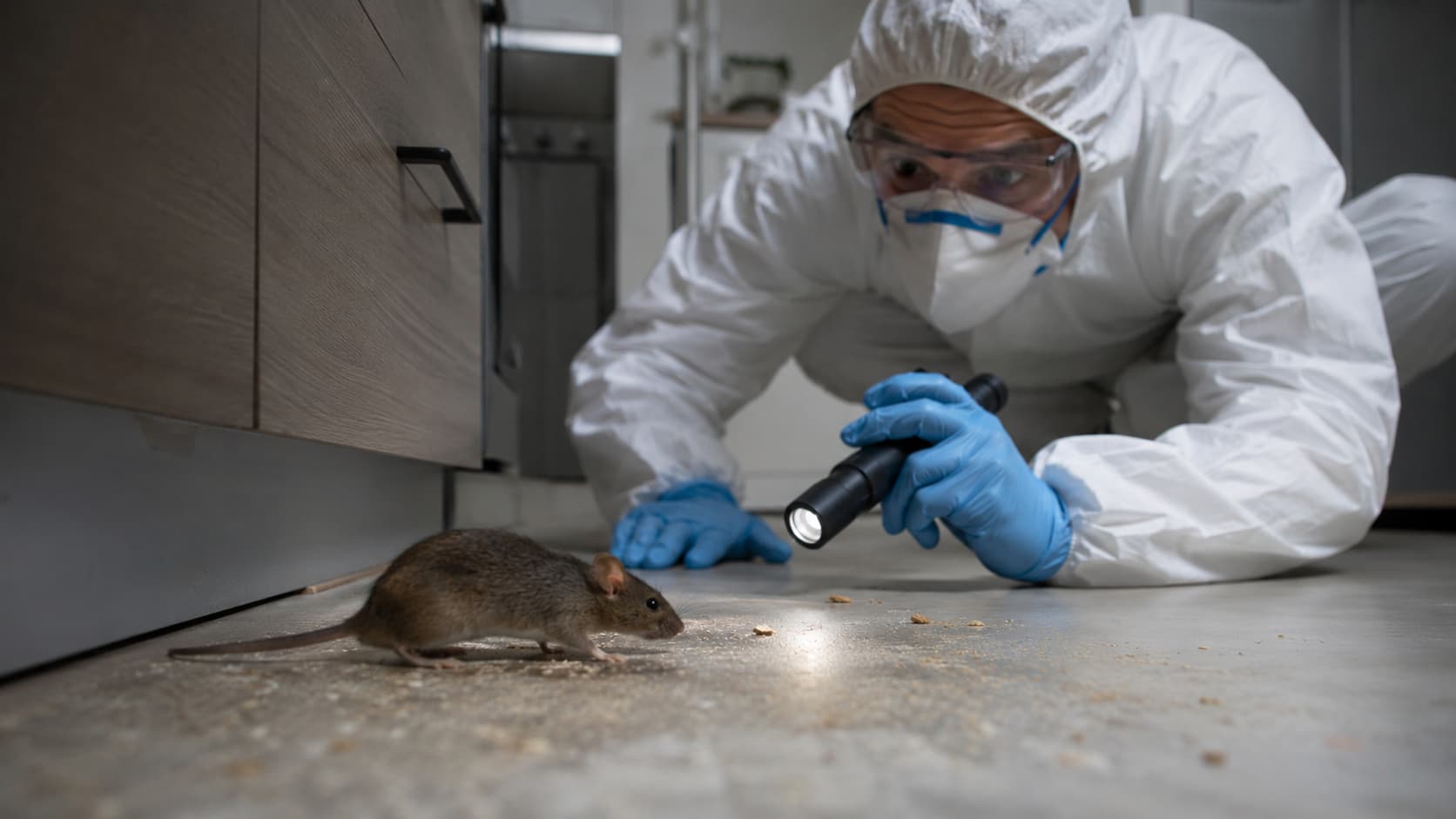 Mice Exterminator Service in Sandusky, OH (2026)