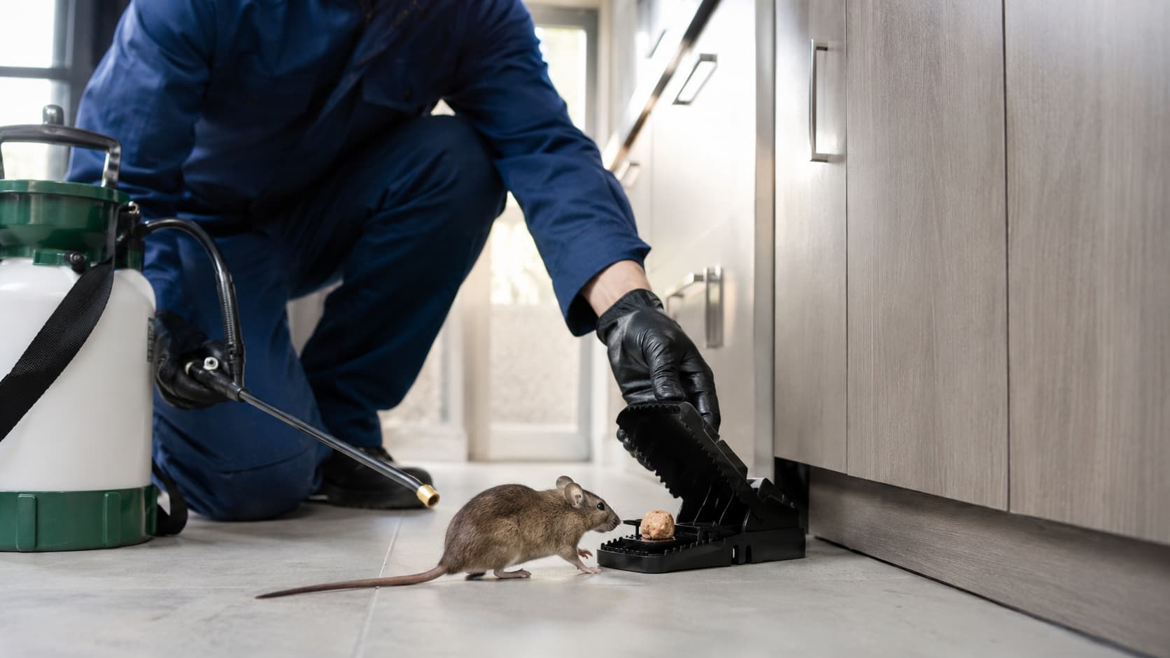 Rodent Control Service in Sandusky, OH (2026)