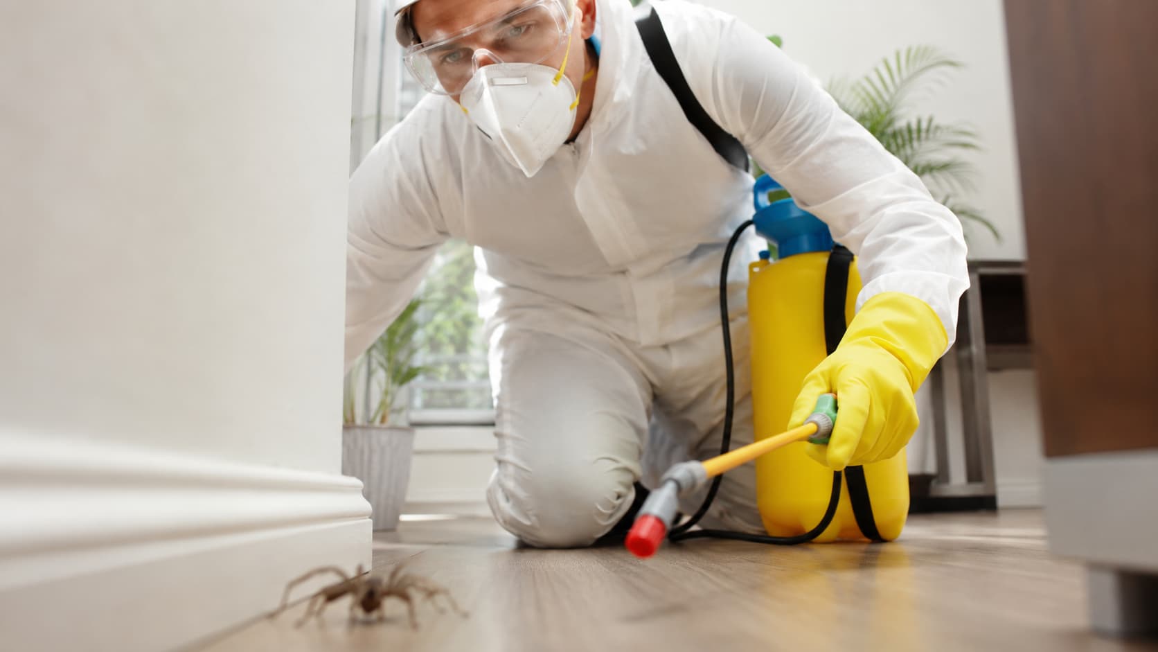 Spider Control Service in Sandusky, OH (2026)