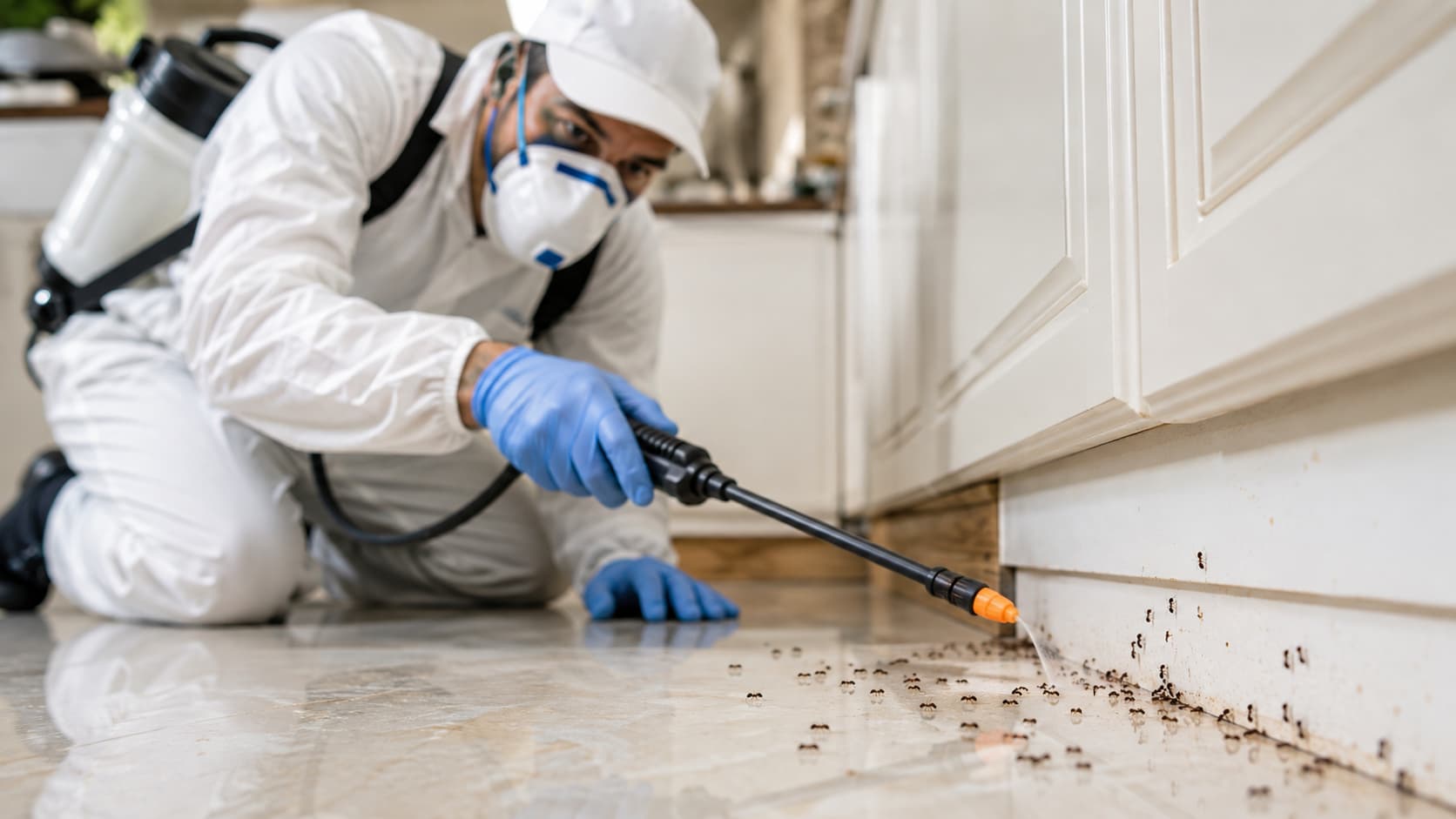 Ant Control Service in Canton, OH (2026)
