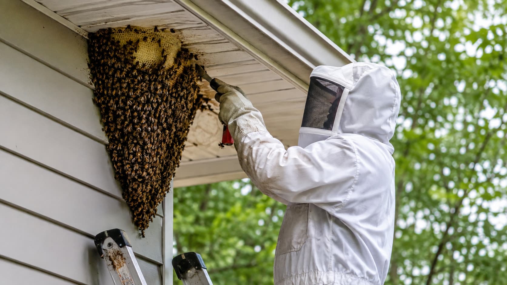 Bee Exterminator Service in Canton, OH (2026)