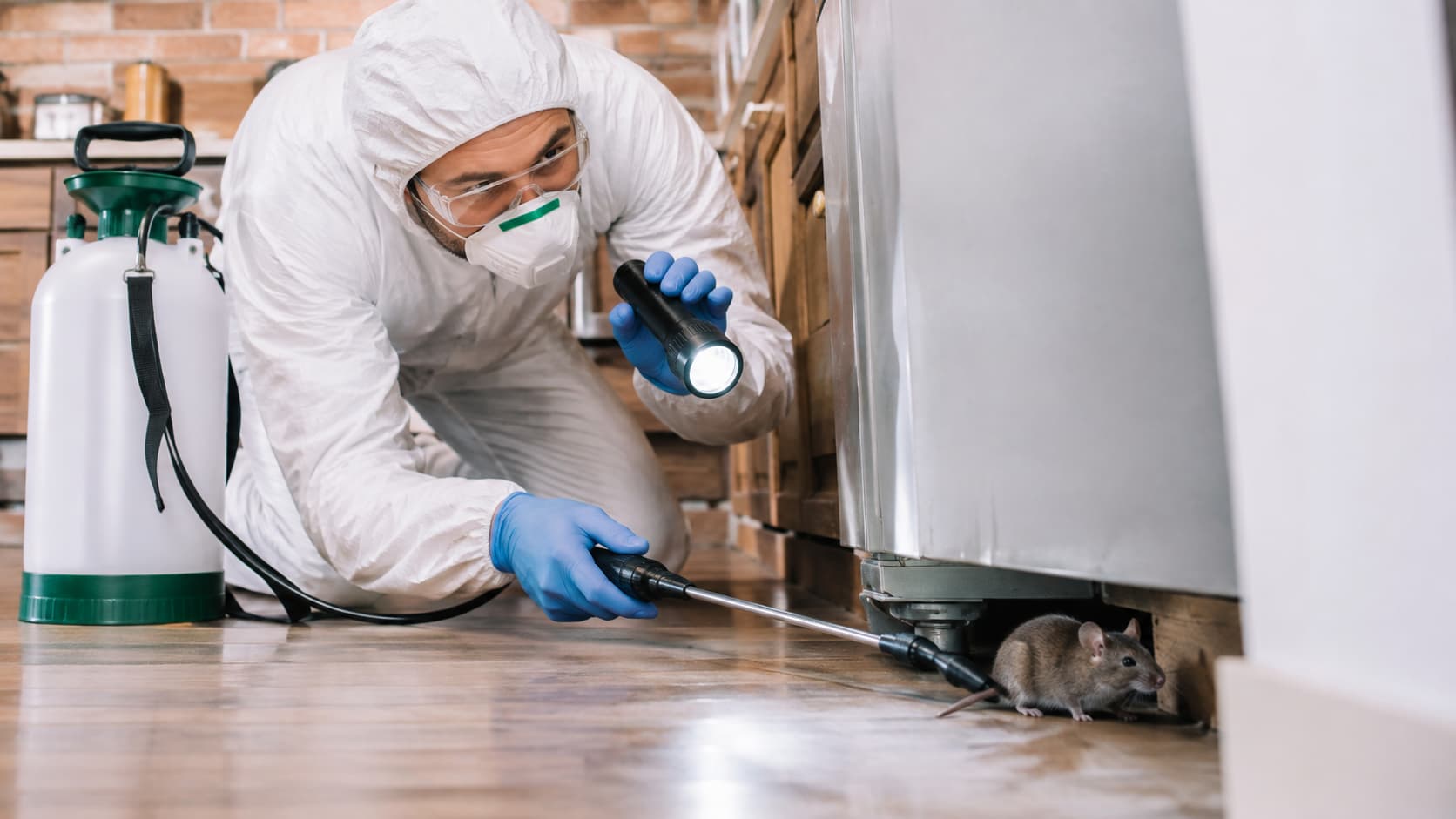 Mice Exterminator Service in Layton, UT (2026)
