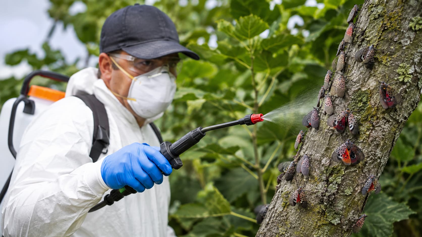 Lanternfly Exterminator Service in Saratoga Springs, UT (2026)