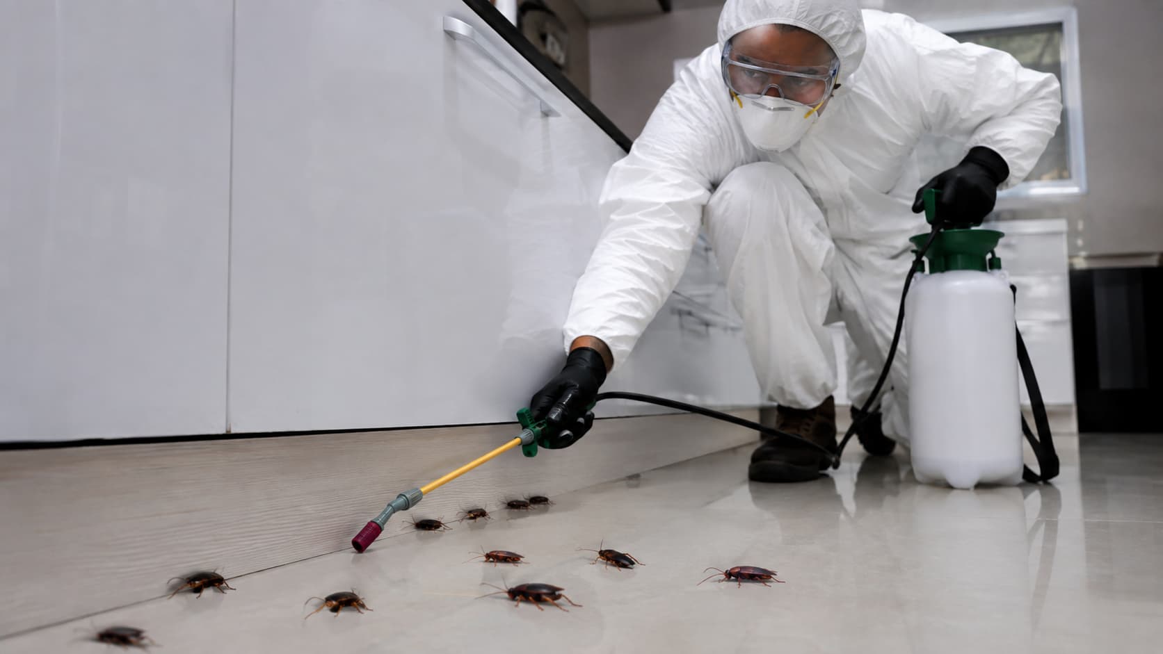Cockroach Exterminator Service in Findlay, OH (2026)