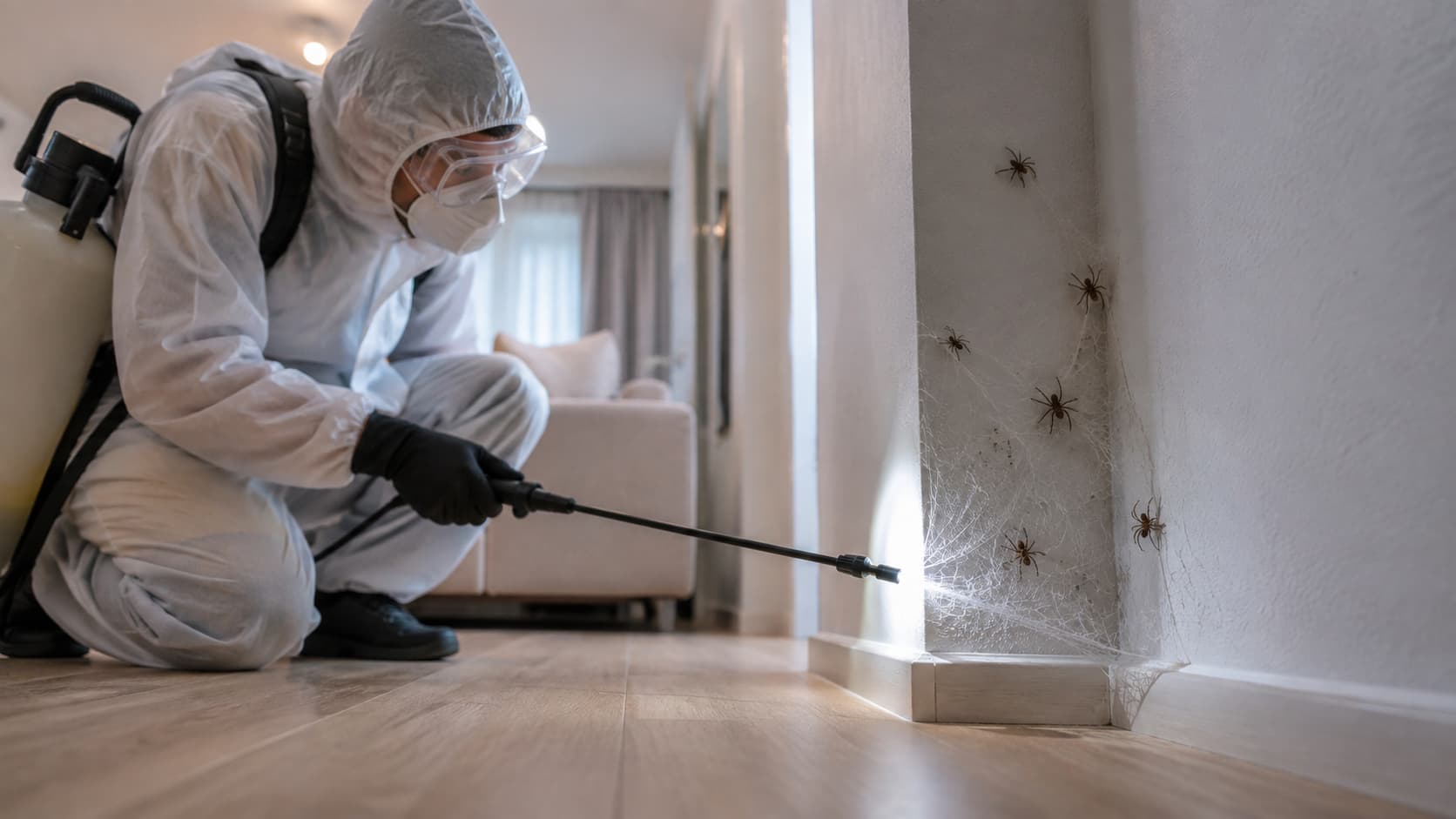 Spider Control Service in Findlay, OH (2026)