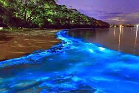 Luminous Lagoon
