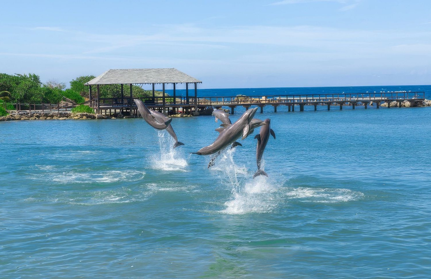 Dolphin Cove Tour