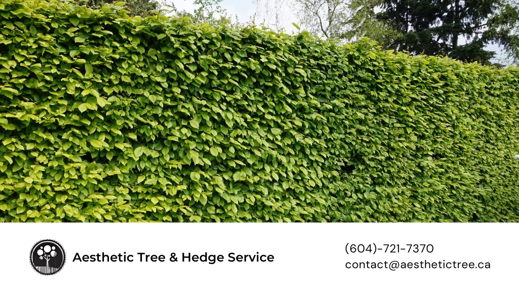 Aesthetic Tree & Hedge Services Vancouver