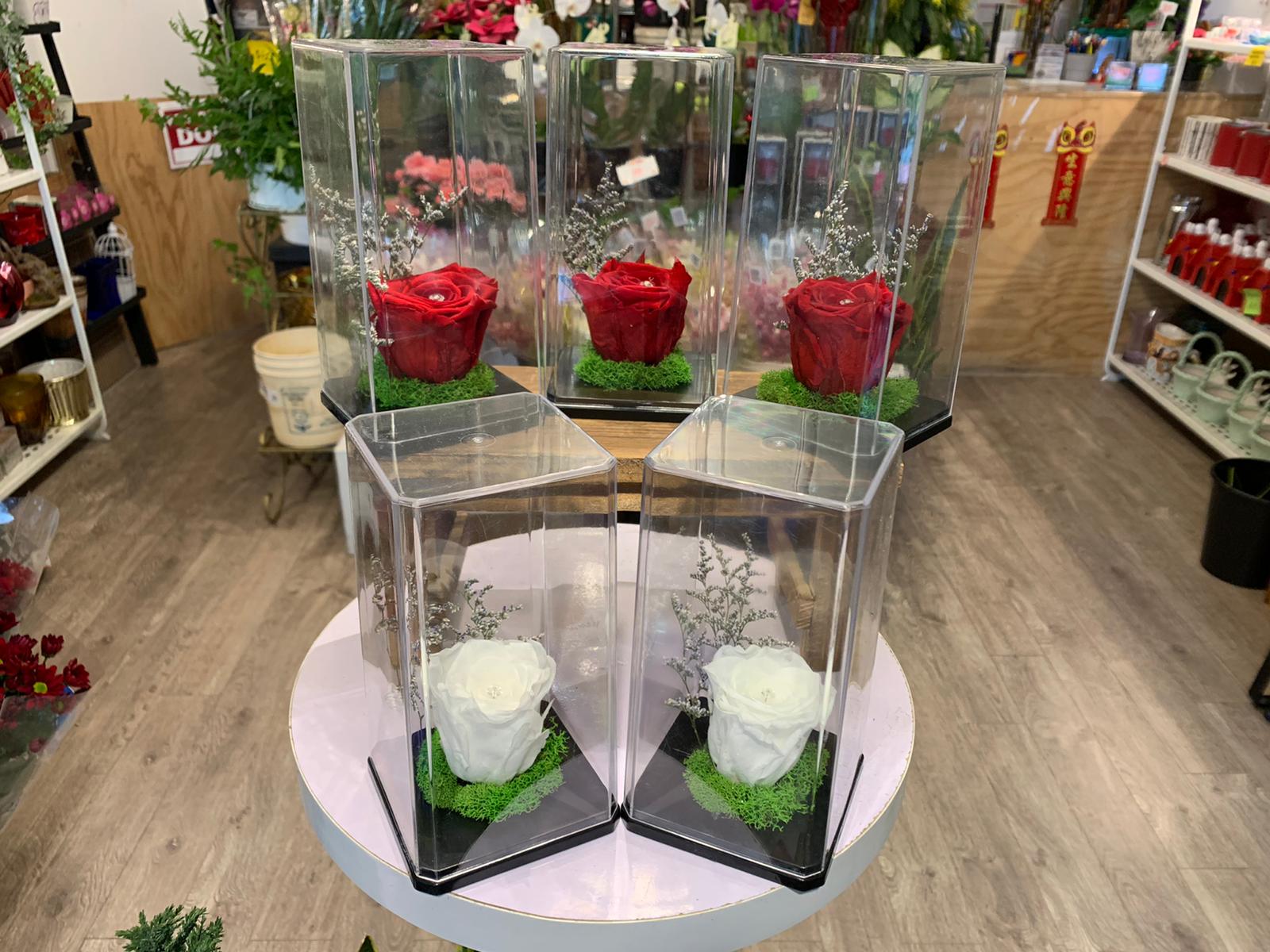 Hepatica Florist