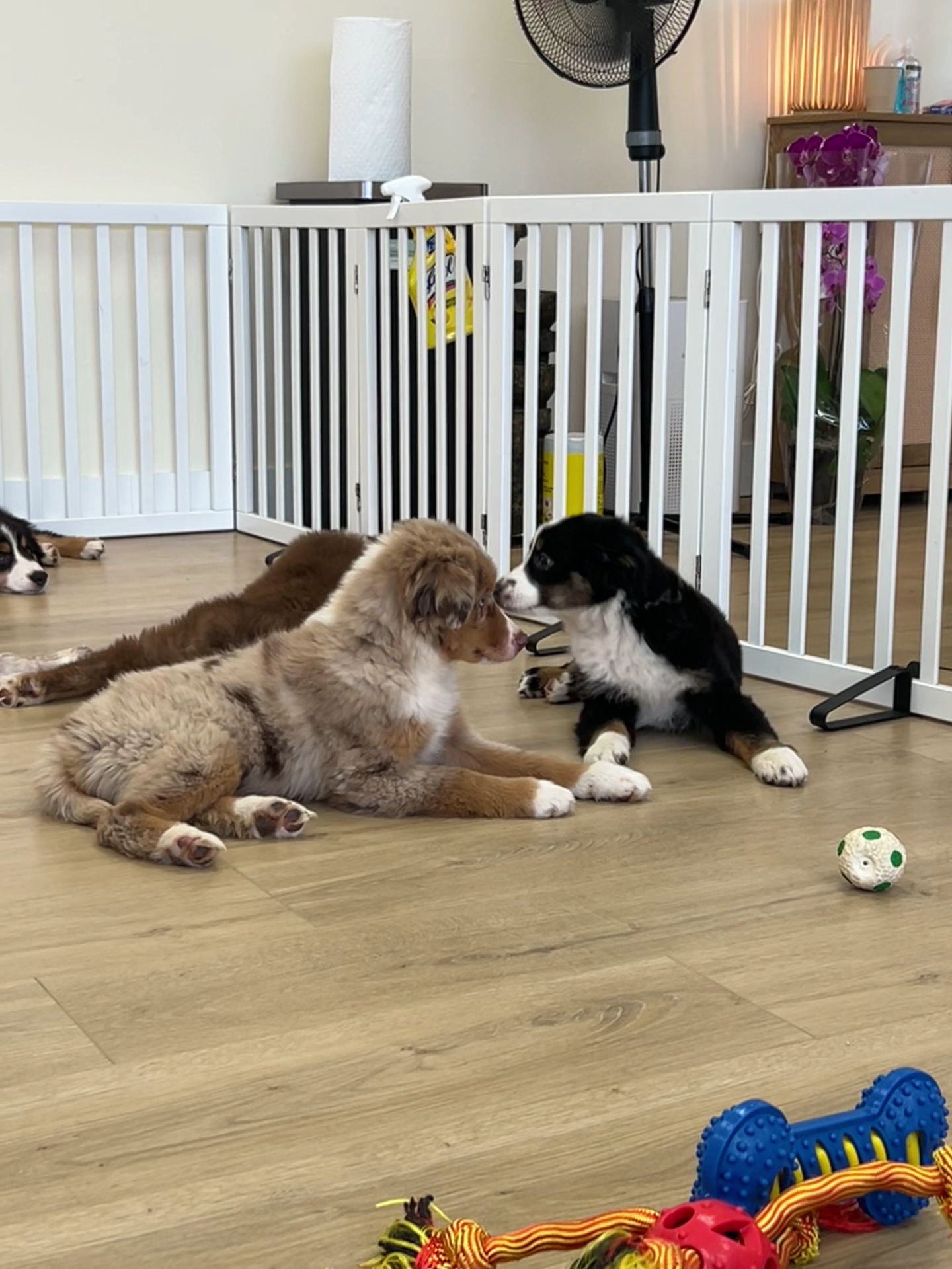 Puppy Yoga Lounge