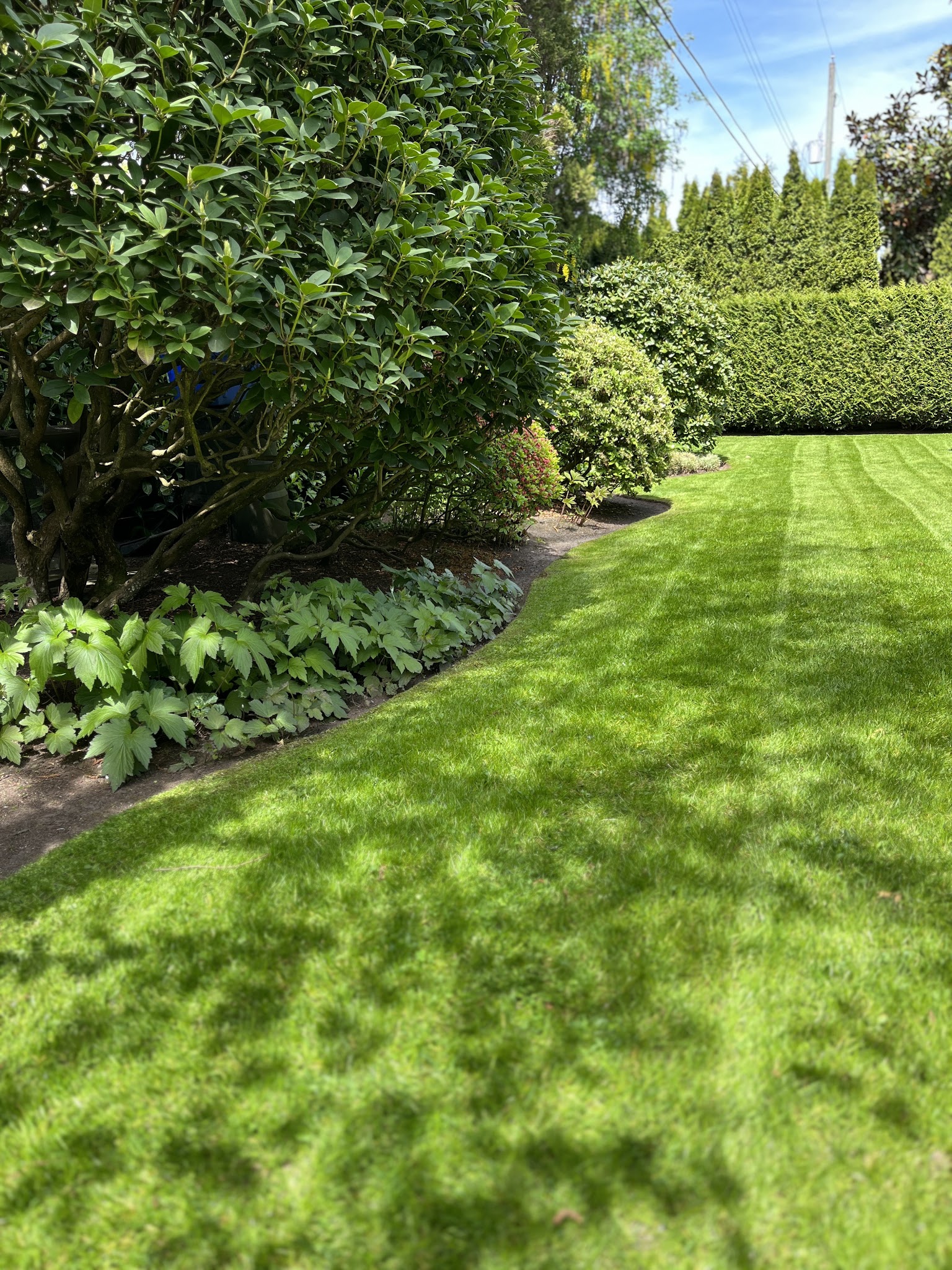 Pristine Green Landscapes
