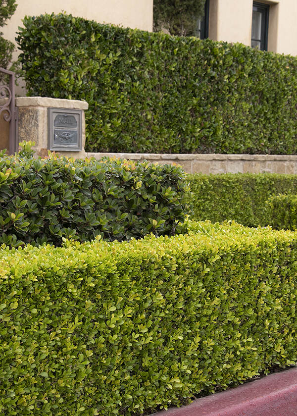 Vancouver Hedge Trimming