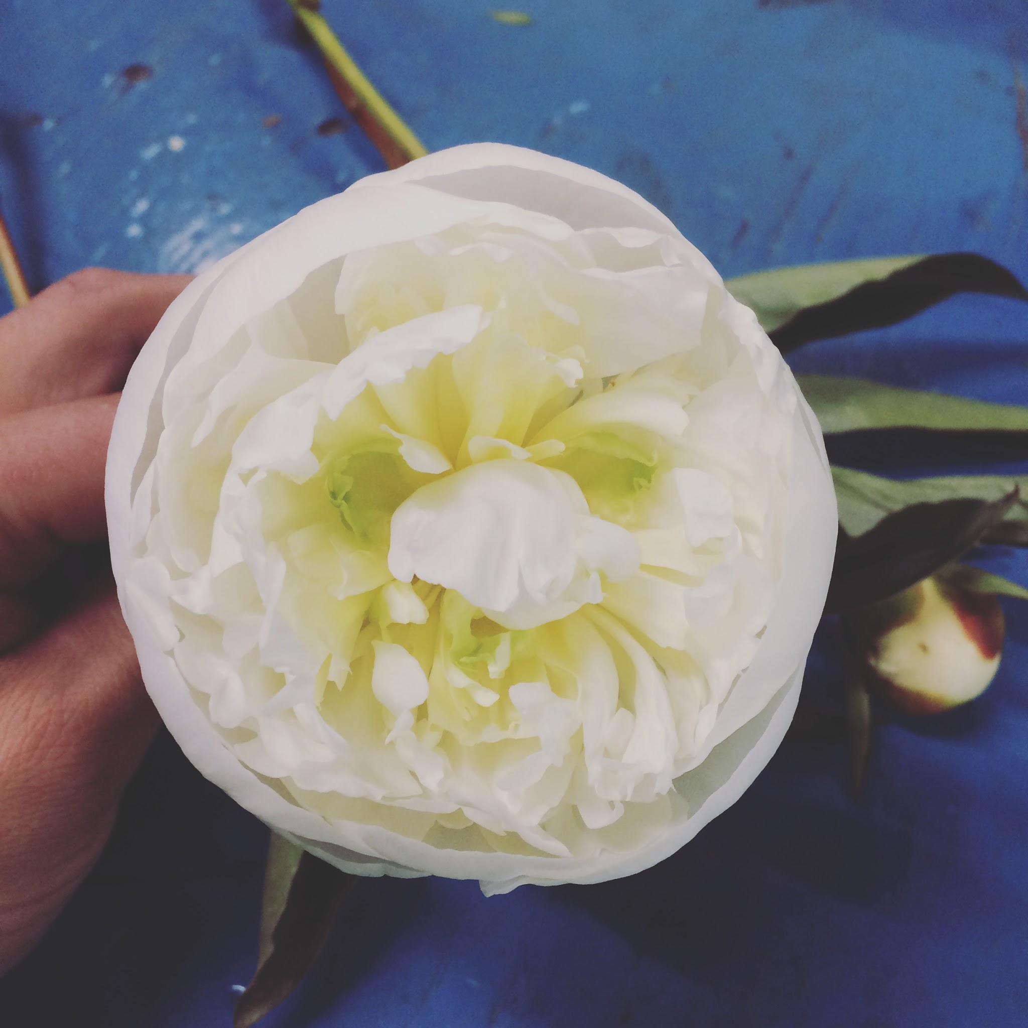 The Meyer Floral Company Inc