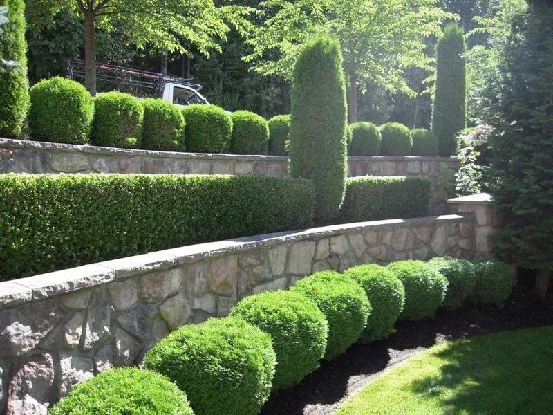 Vancouver Hedge Trimming