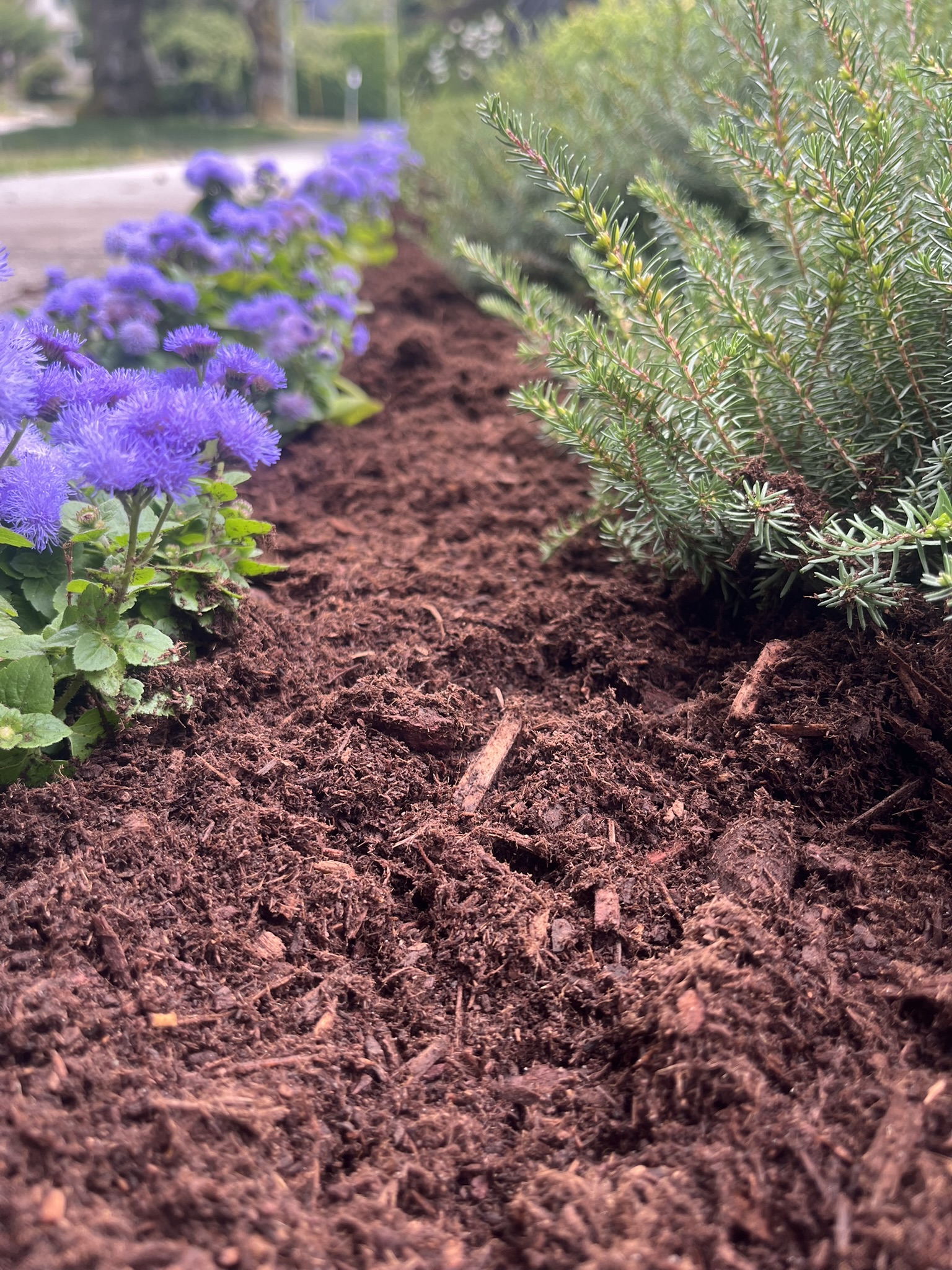 Blossom Landscaping