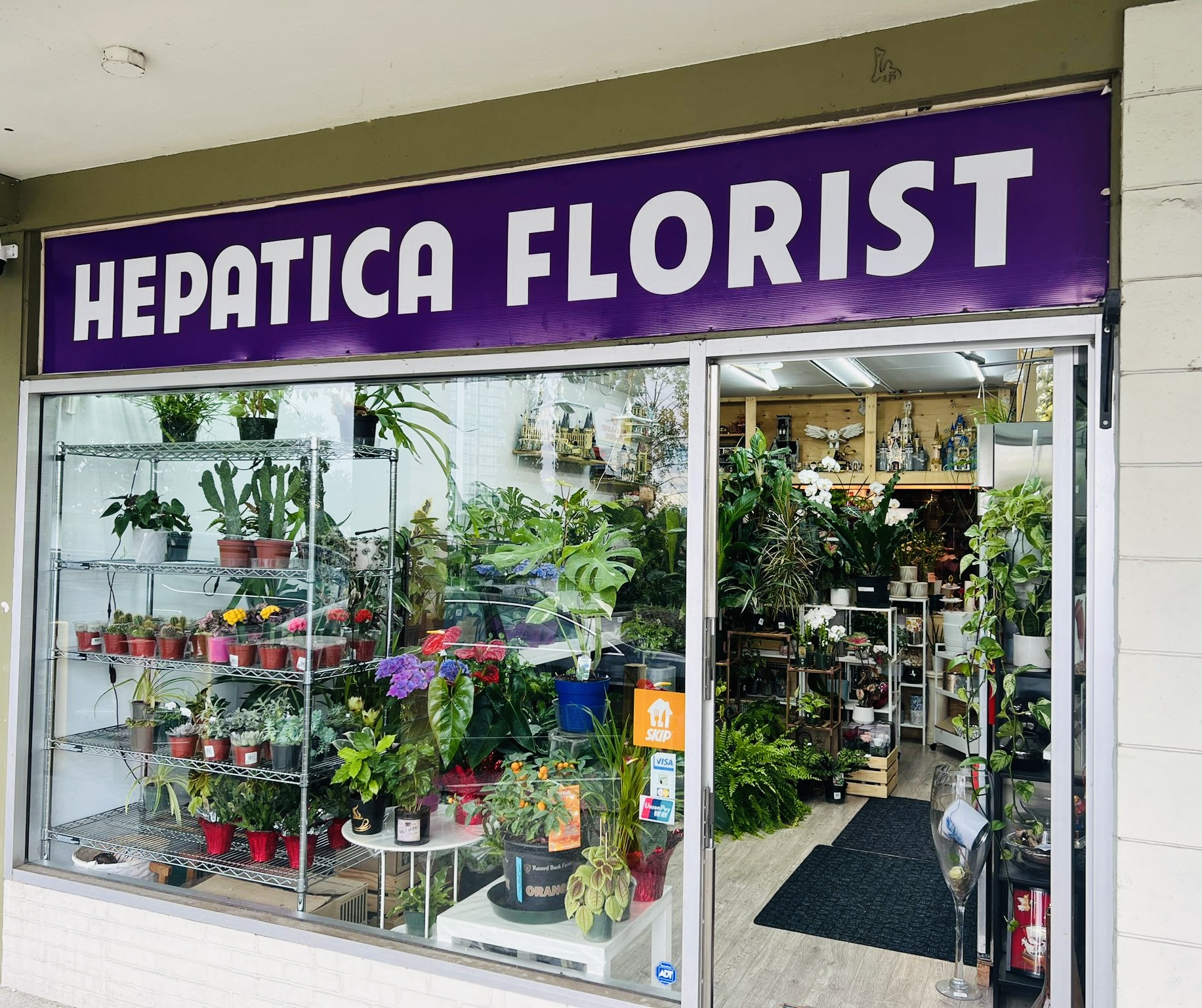 Hepatica Florist