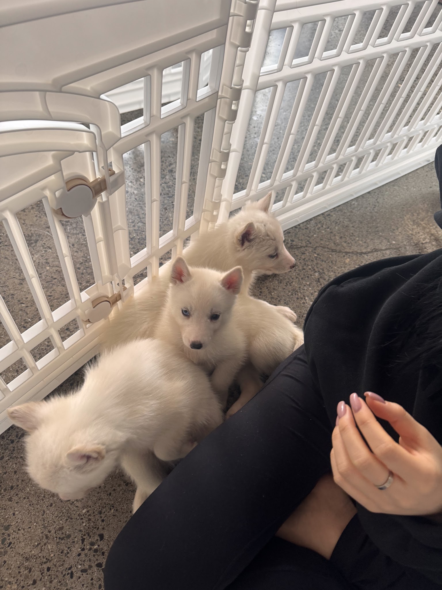 Pups&Yoga Vancouver