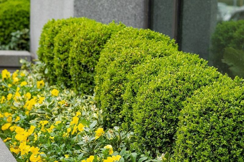 Vancouver Hedge Trimming