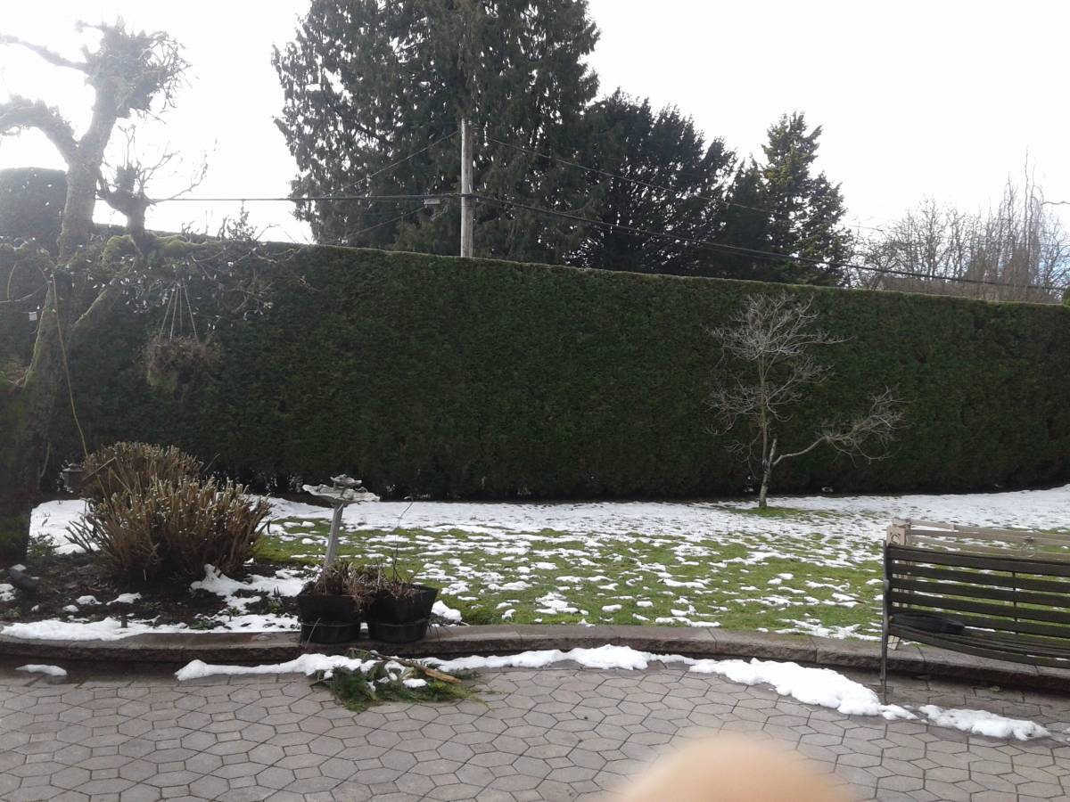 Hedge PRO Trimming