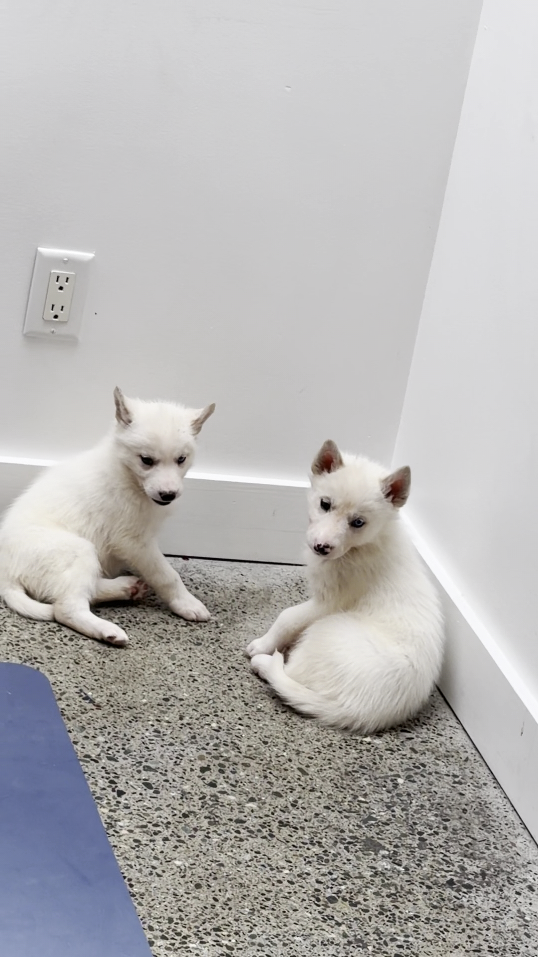 Pups&Yoga Vancouver