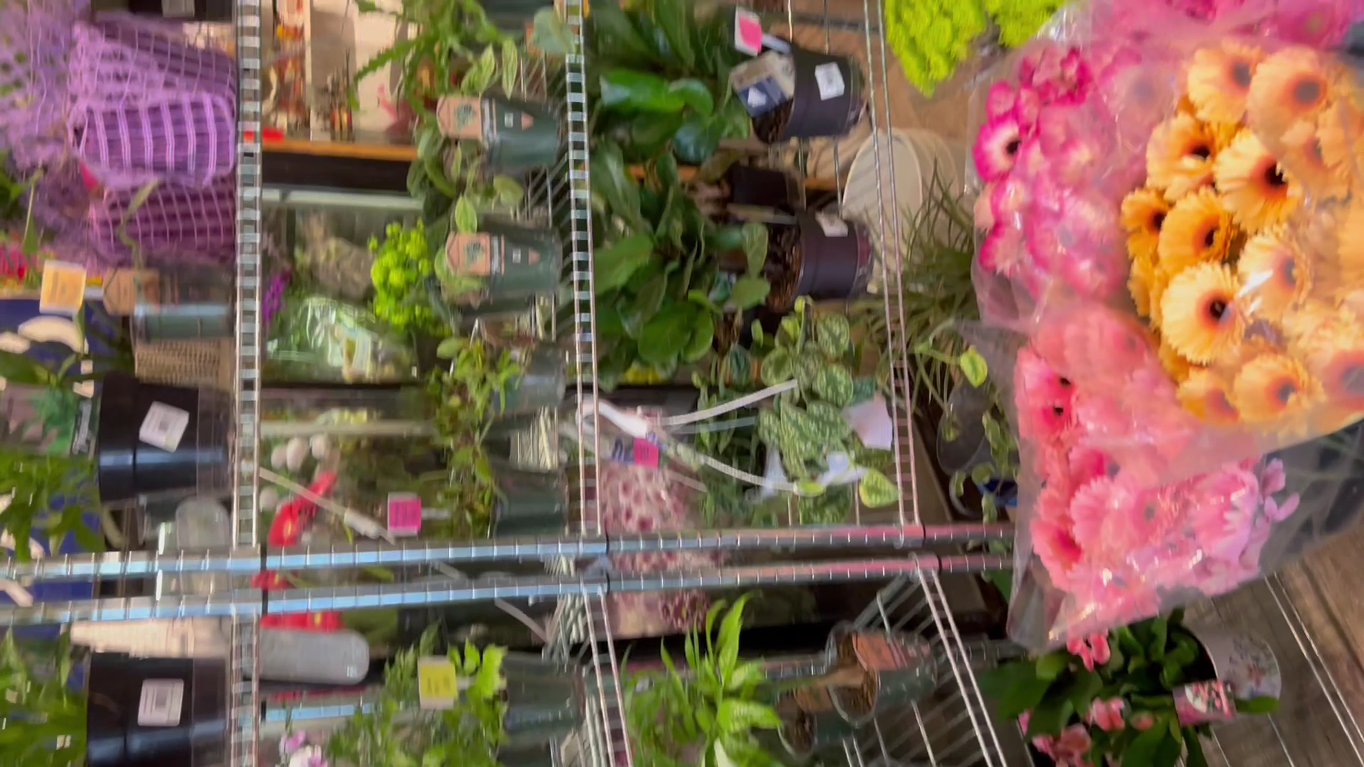 Hepatica Florist