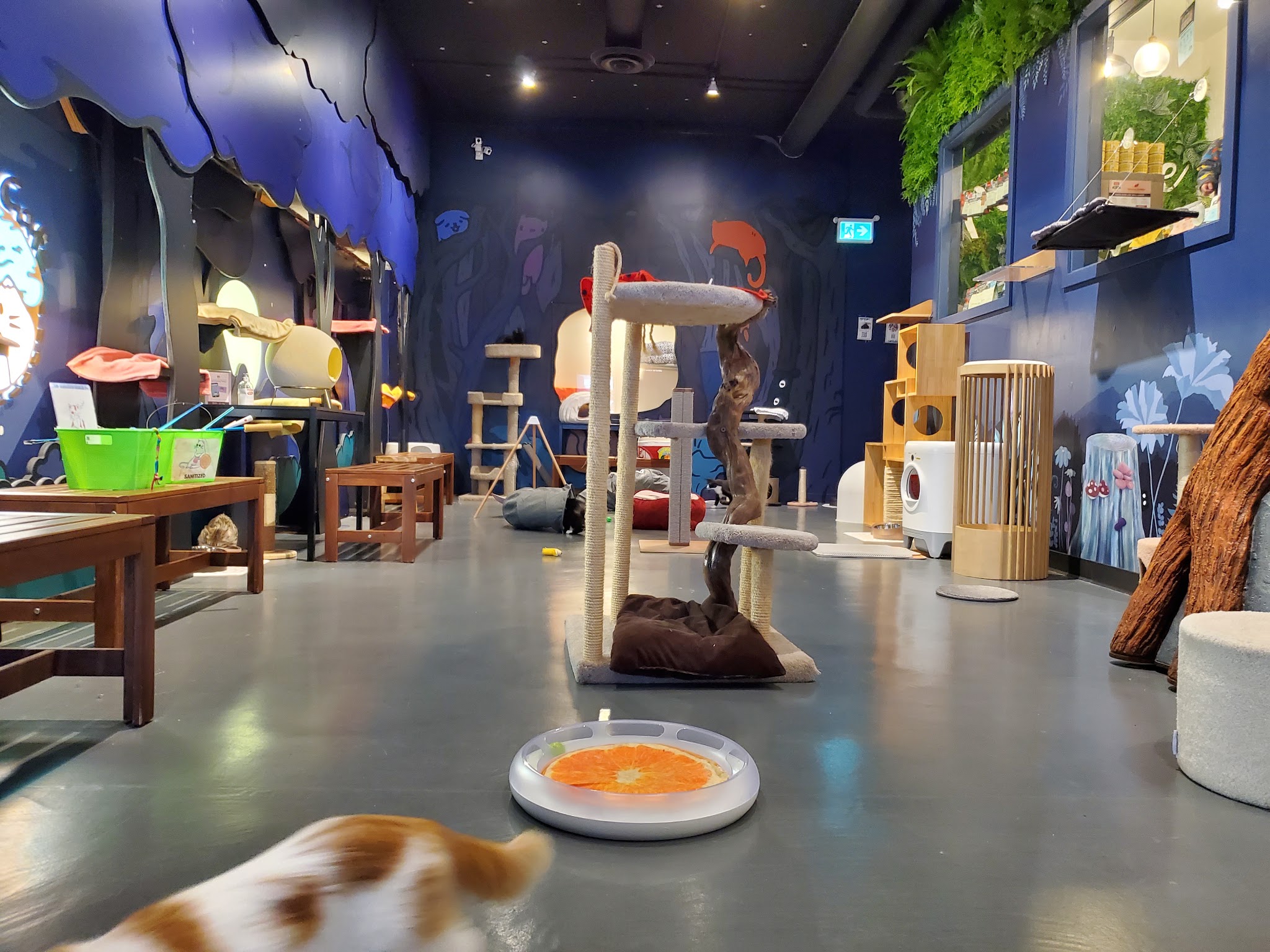 Catoro Cafe