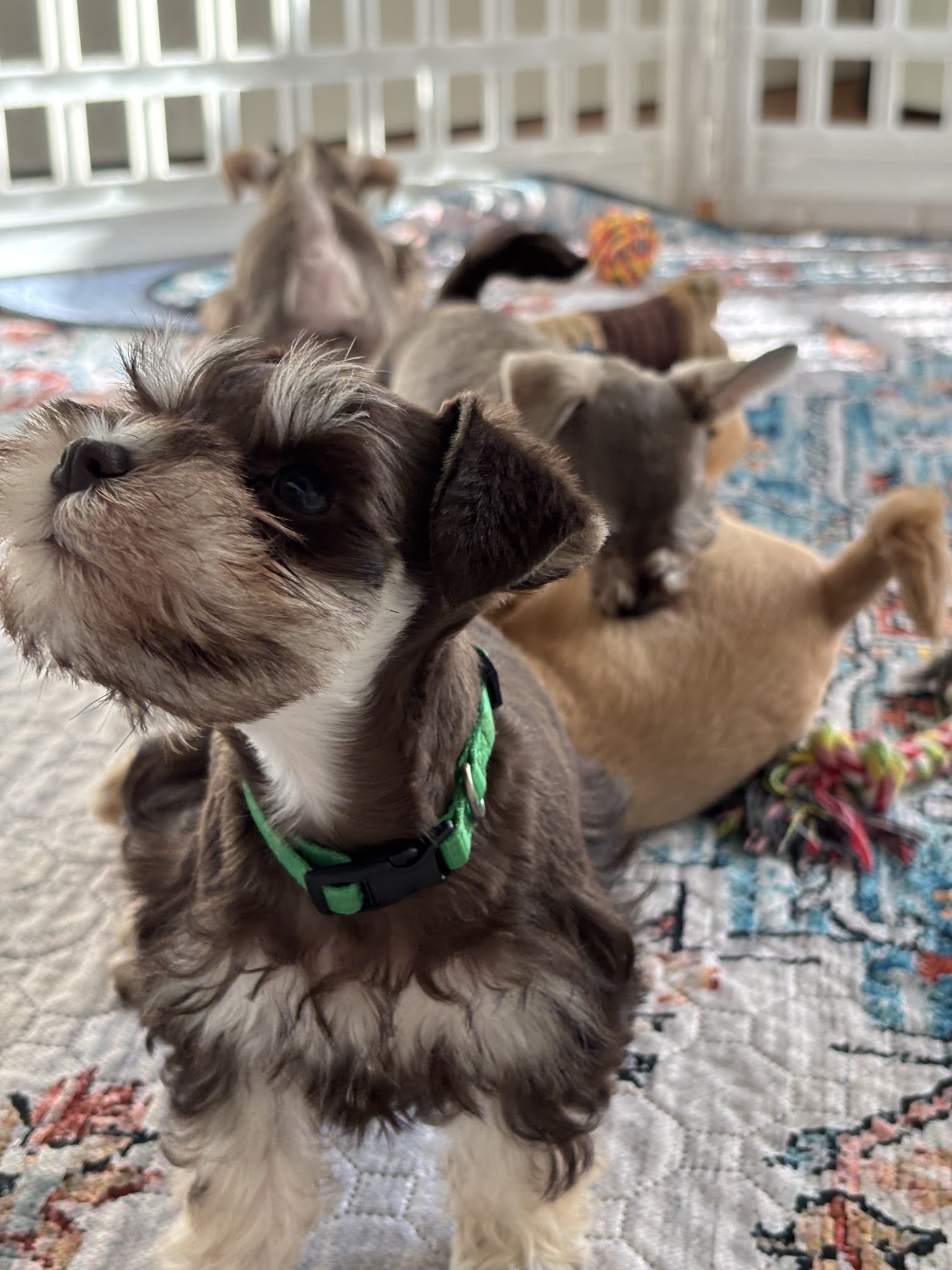 Pups&Yoga Vancouver