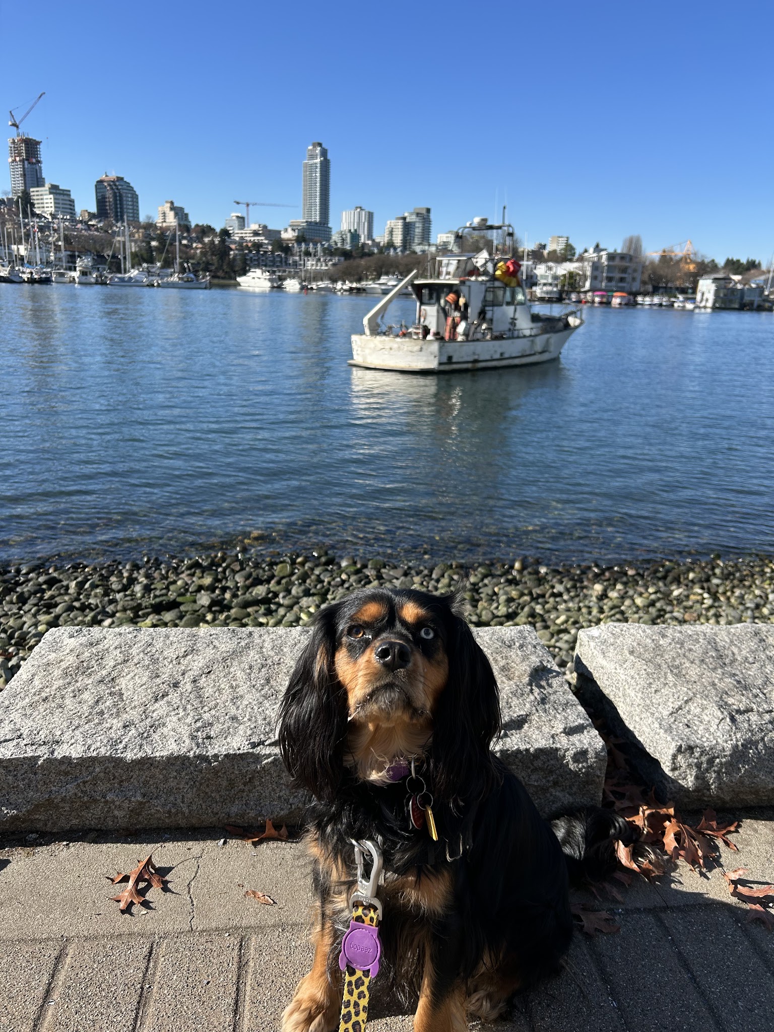 PetParker Solutions Inc