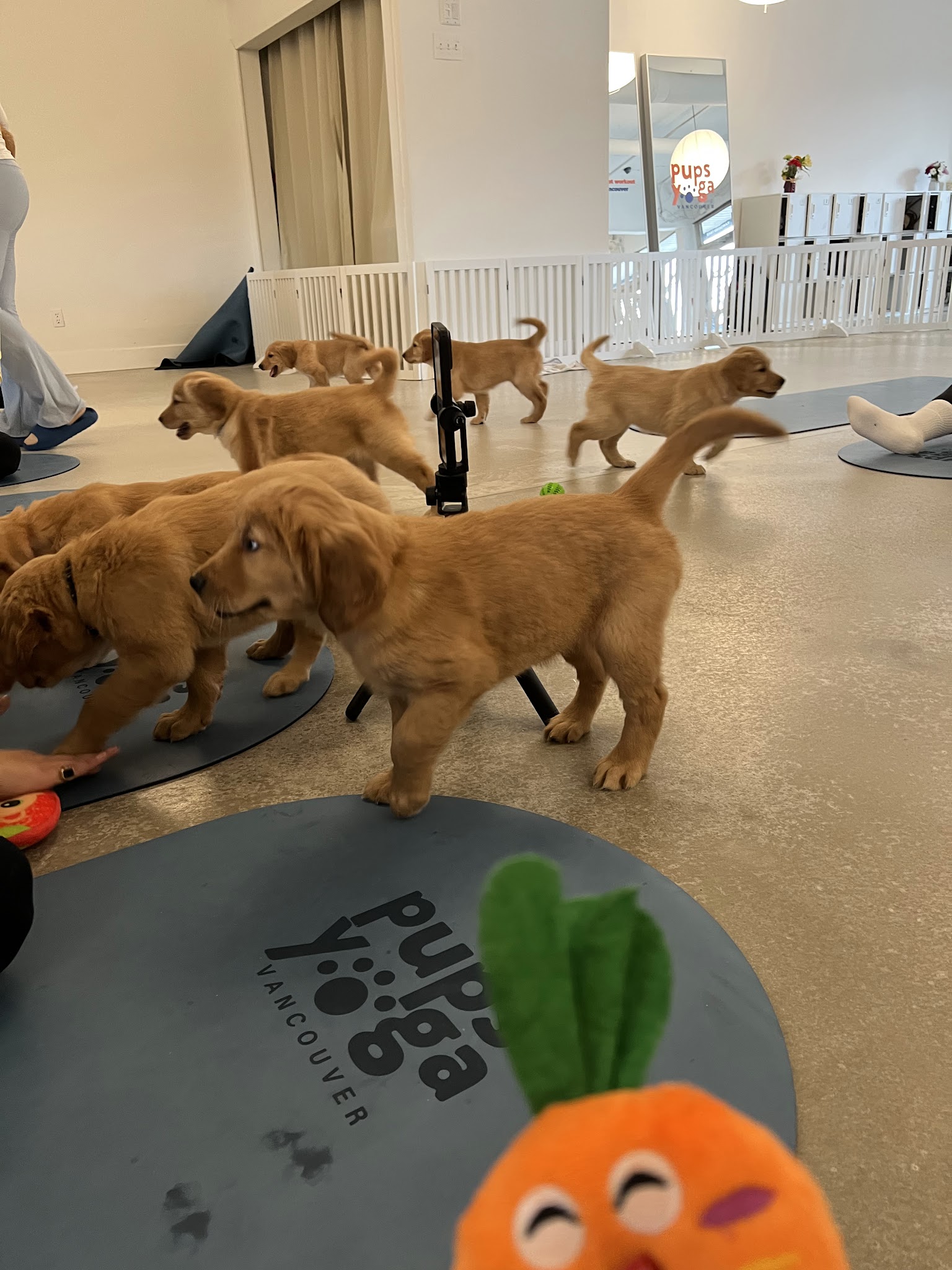 PupsYoga Vancouver