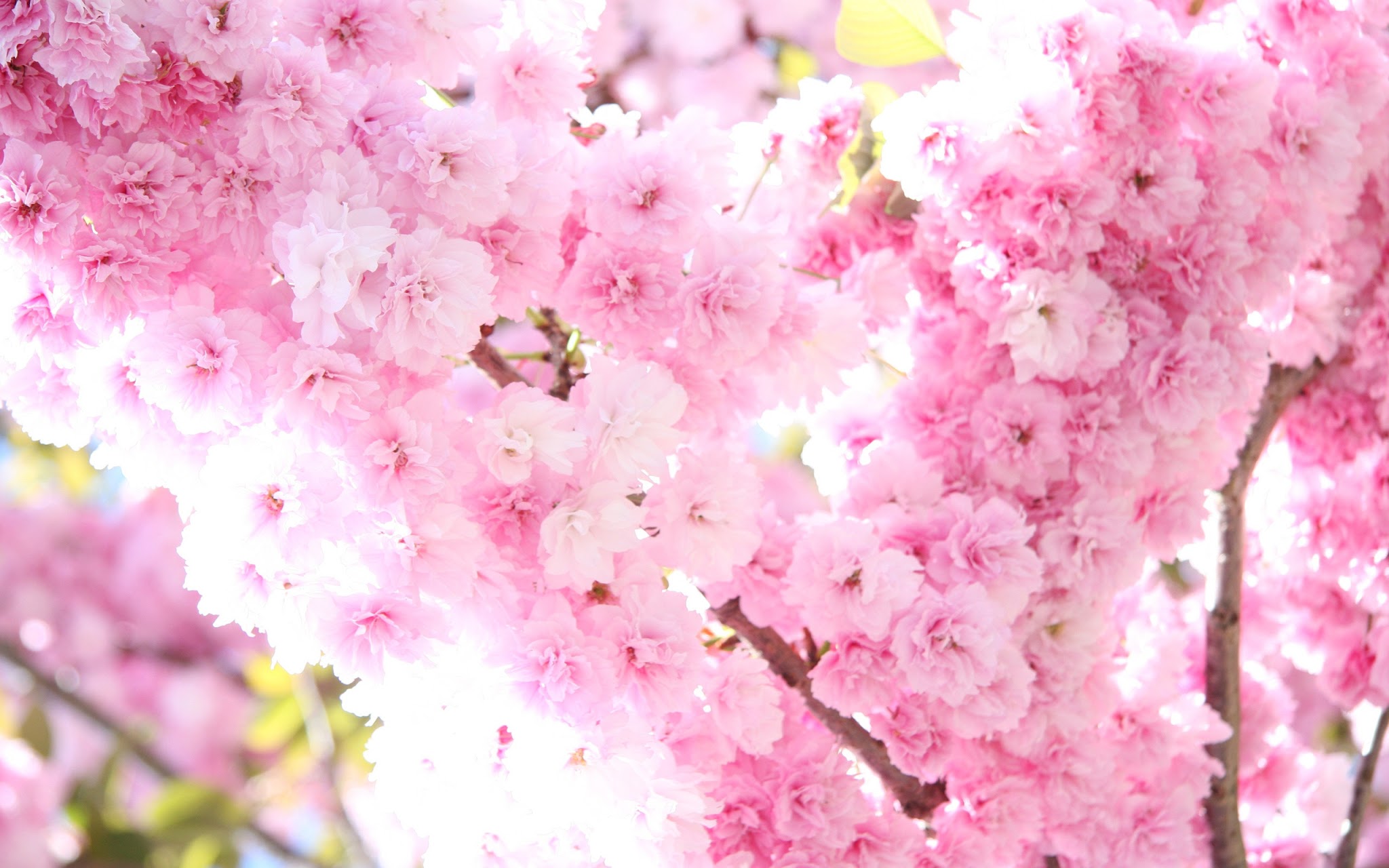 Brides N Blossoms Florist