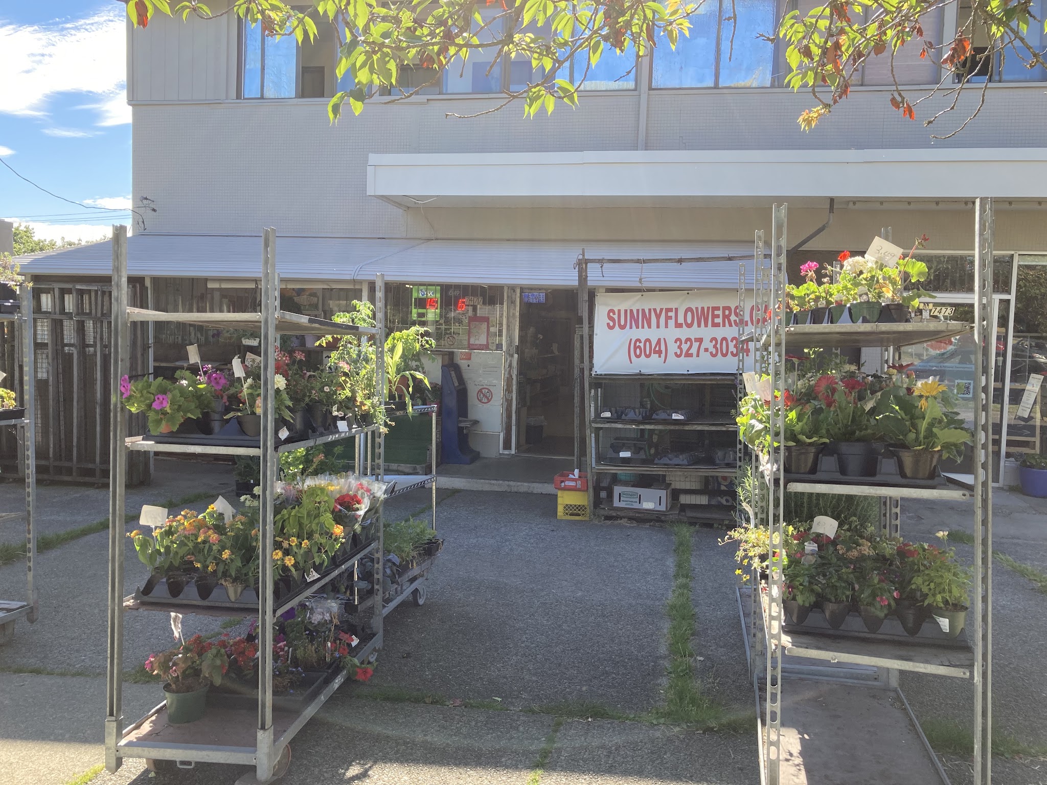 Sunny Flowers