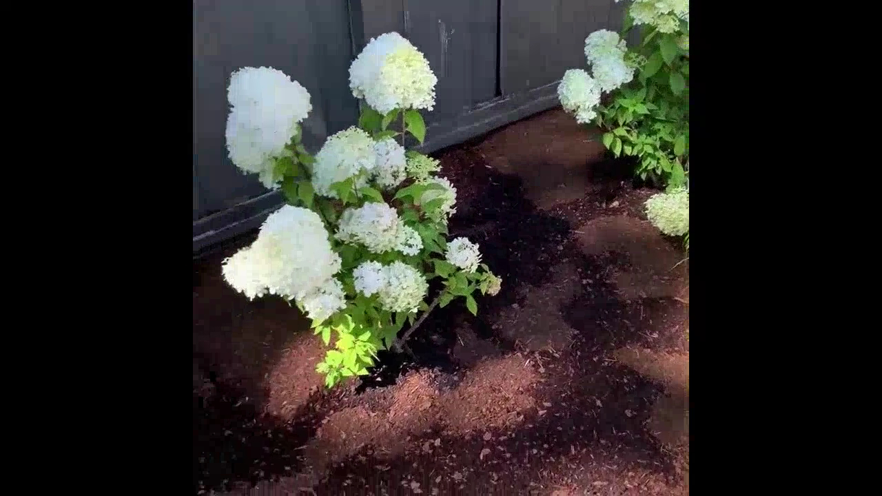 Blossom Landscaping