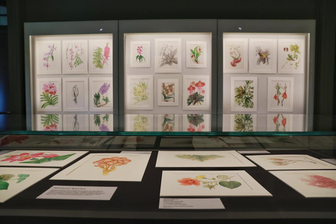 Botanical Art Gallery – Singapore Botanic Gardens (Gallop Extension)
