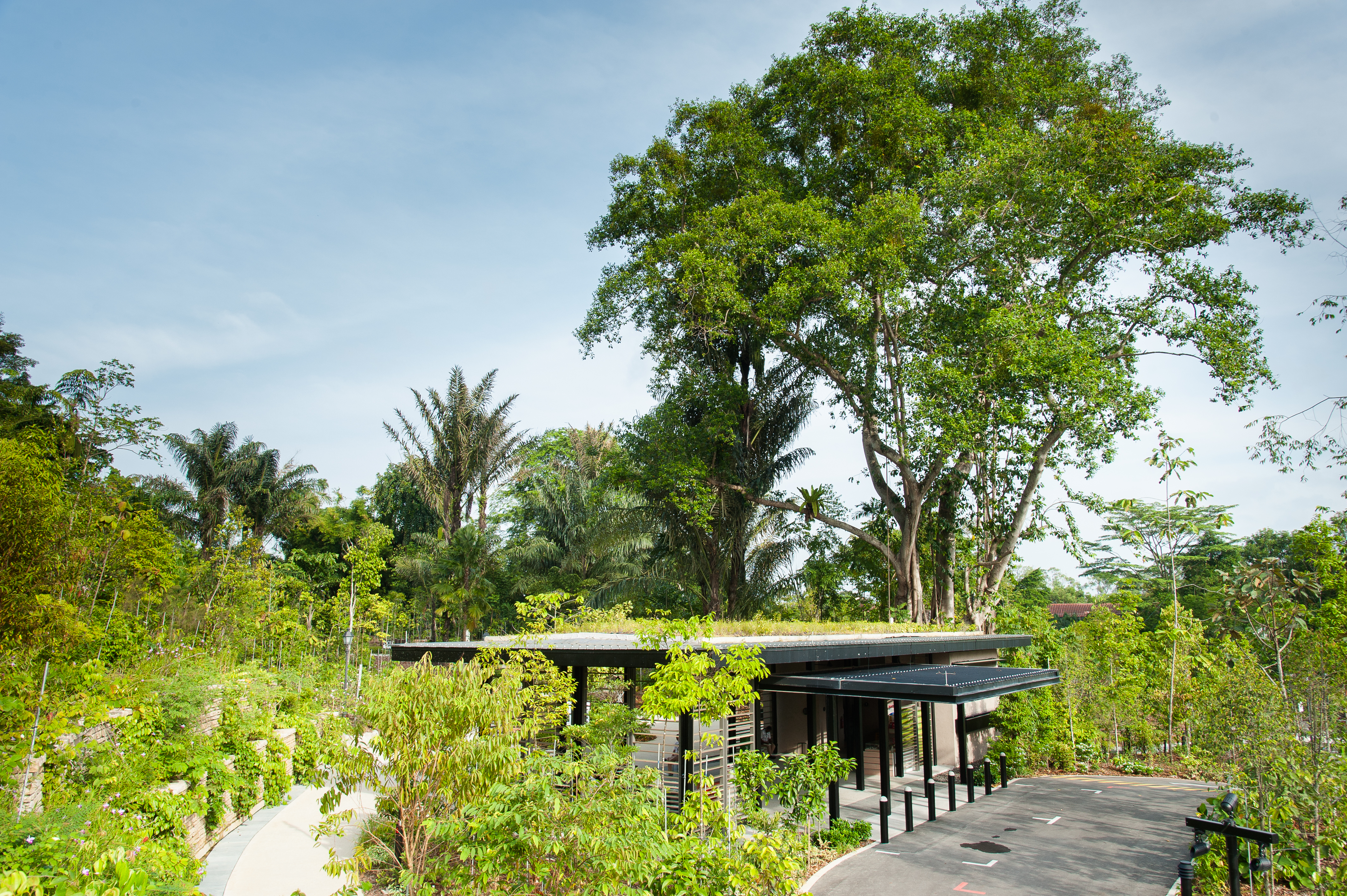 OCBC Arboretum – Gallop Extension, Singapore Botanic Gardens