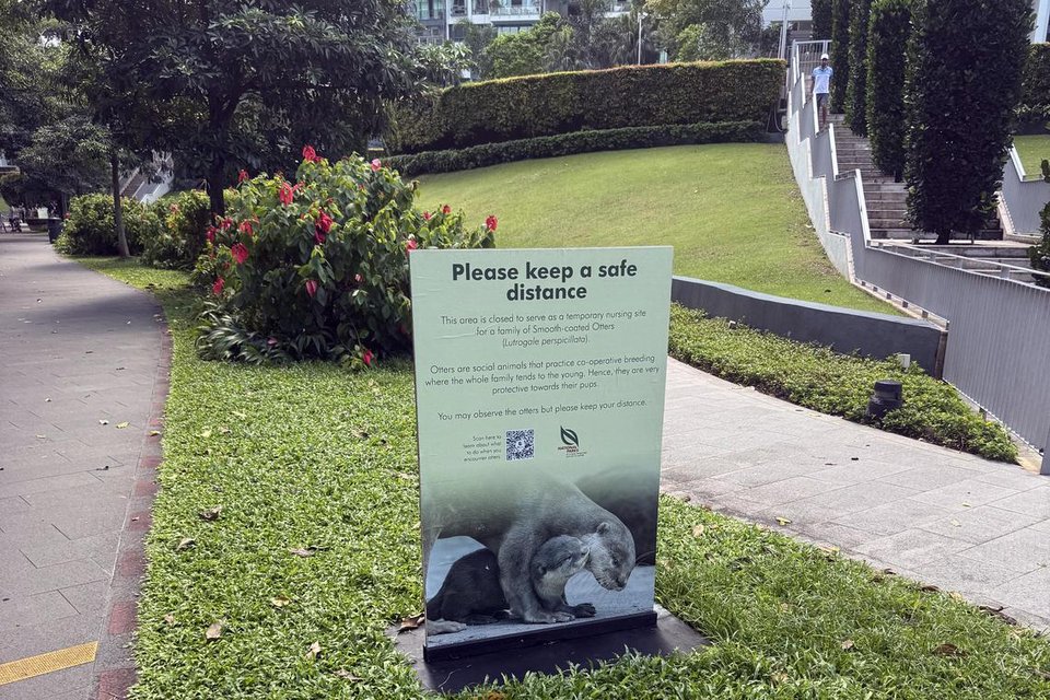 Otter Spotting – NParks Protected Area for Otter Families