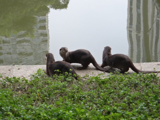 Otter Spotting – NParks Protected Area for Otter Families