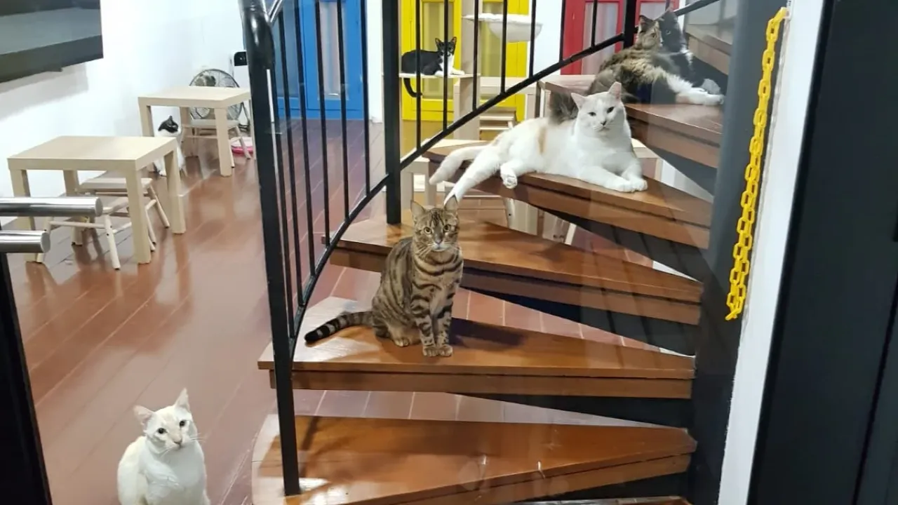 Catopia Café – Cat Cafe + Art Jam