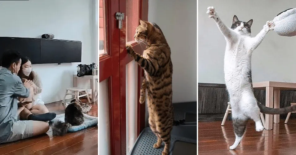 Catopia Café – Cat Cafe + Art Jam