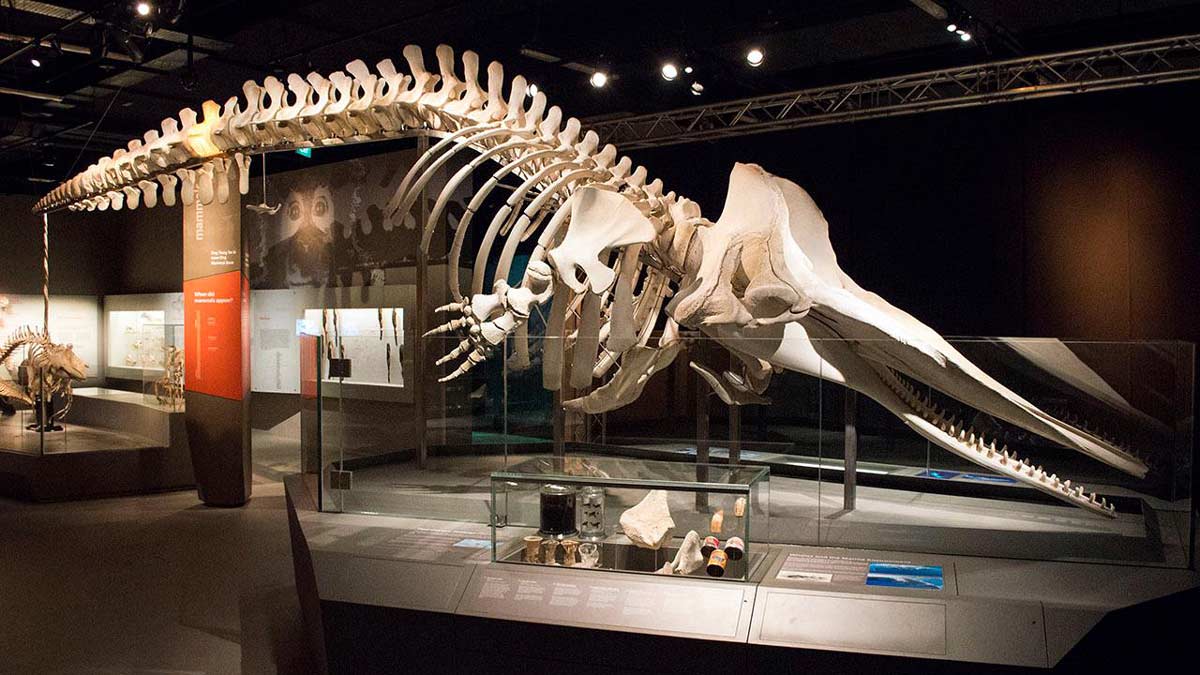 Lee Kong Chian Natural History Museum – Singapore’s Dinosaur & Biodiversity Treasure Trove