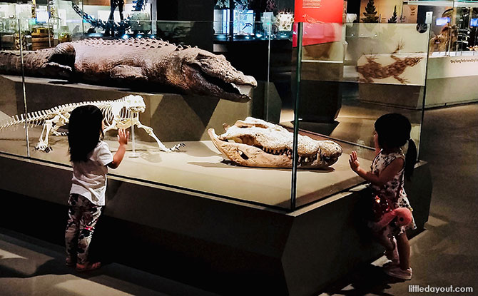Lee Kong Chian Natural History Museum – Singapore’s Dinosaur & Biodiversity Treasure Trove