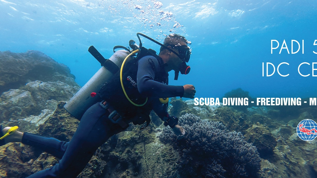 Rumblefish swimming Thao Dien