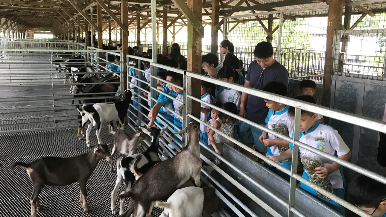 🧀 Hay Dairies – Singapore’s Only Goat Farm Experience