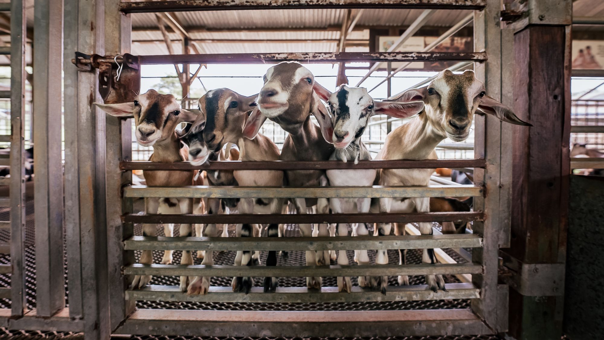 🧀 Hay Dairies – Singapore’s Only Goat Farm Experience