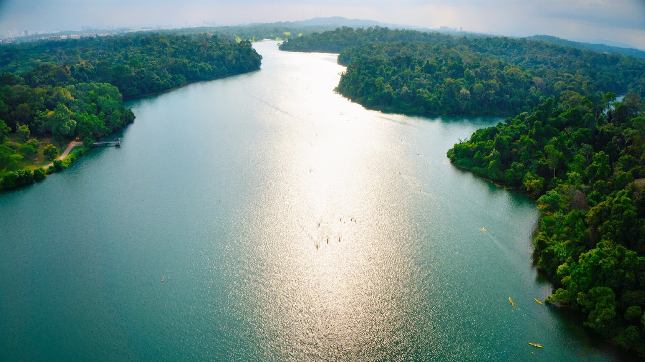 🌲 MacRitchie Reservoir Park & Nature Trails – Singapore’s Historic Reservoir Retreat