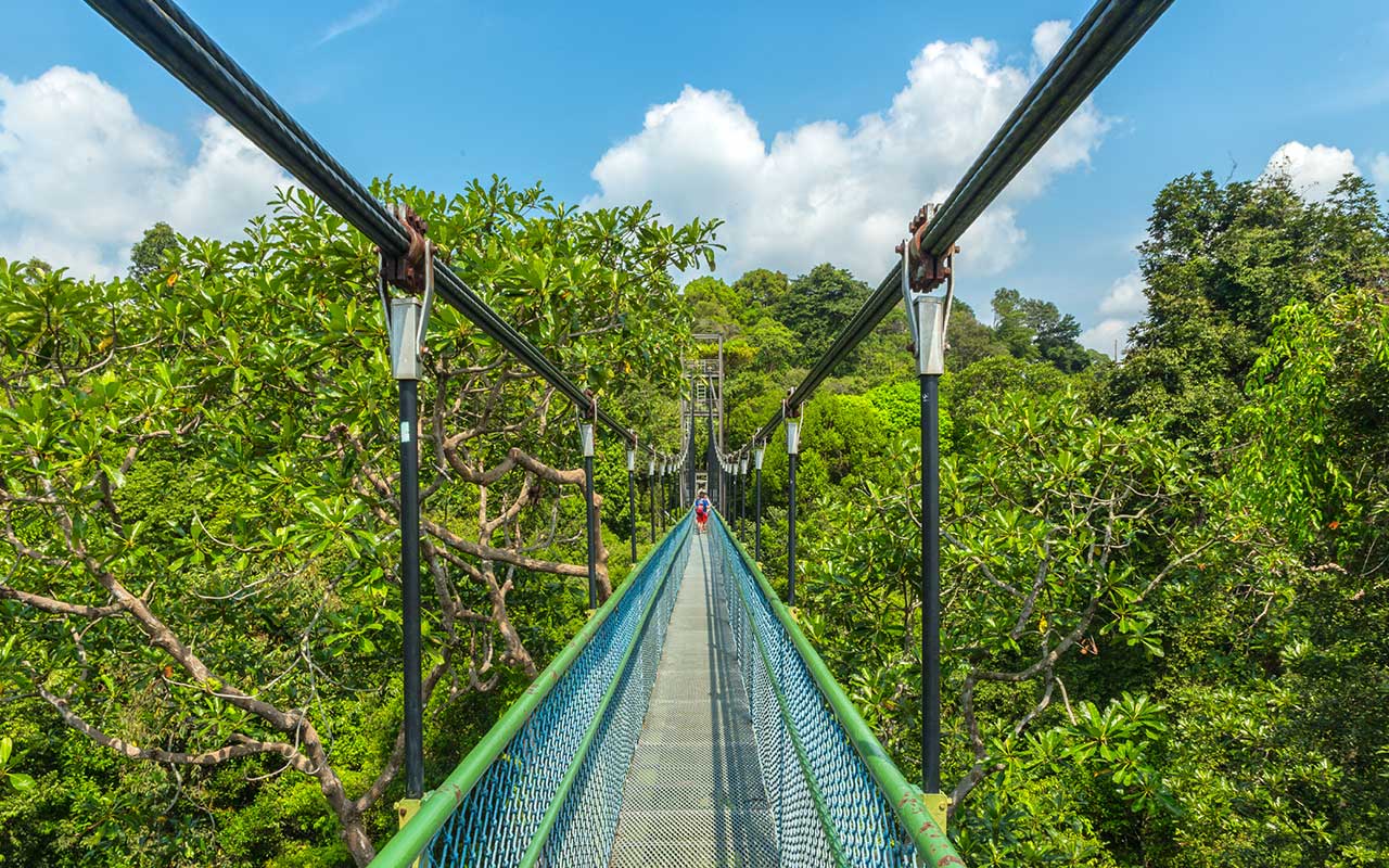 🌲 MacRitchie Reservoir Park & Nature Trails – Singapore’s Historic Reservoir Retreat