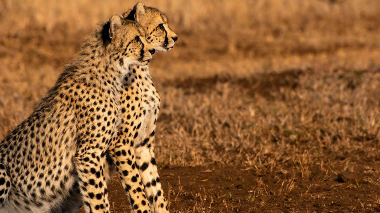 Manyoni Private Game Reserve