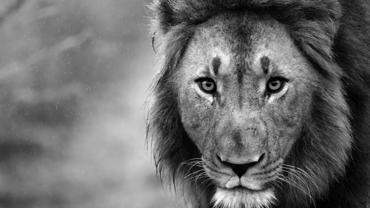 Babanango Game Reserve