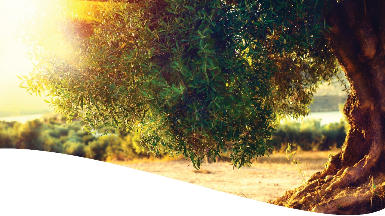 Organic Tree Services