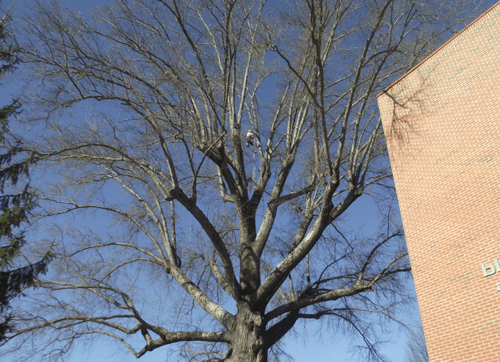 Organic Tree Services