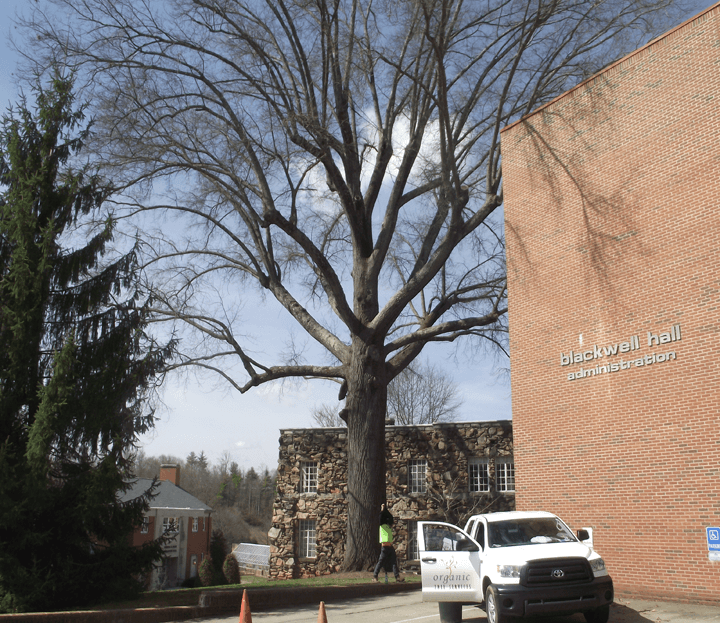 Organic Tree Services